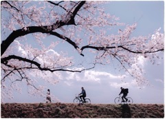 土手往く人々 #59 Sakura-Cycle