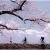 土手往く人々 #59 Sakura-Cycle