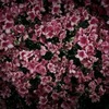 花 II