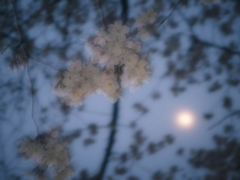 夜桜、月、風
