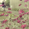 ちょっと裏道、赤い花