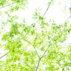 夏の光 #02