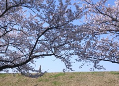 土手往く人々 #05 /今年の桜