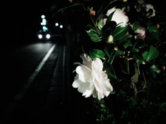 a flower at night