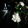 a flower at night