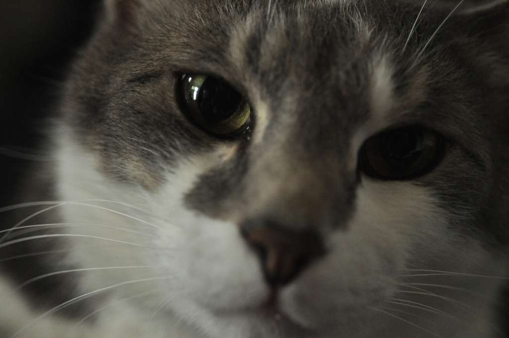 Cat's Eye