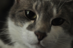 Cat's Eye