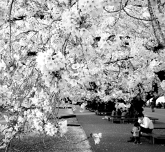 桜の花の、満開の下