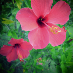 Hibiscus