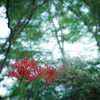 秋分の日の散歩 #01