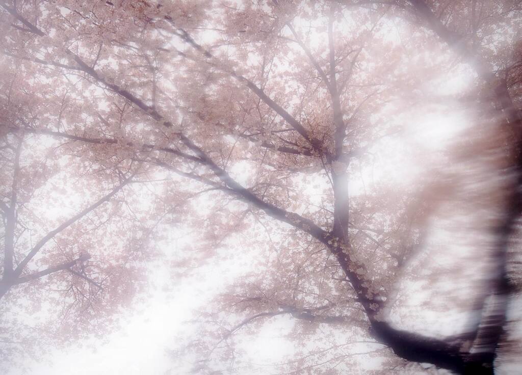 桜 2022 #02