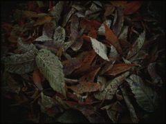 植物実験 #43