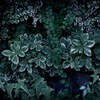 植物実験 #39