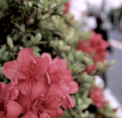 Azalea on the Roadside