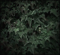 植物実験 #46