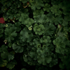 植物実験 #33