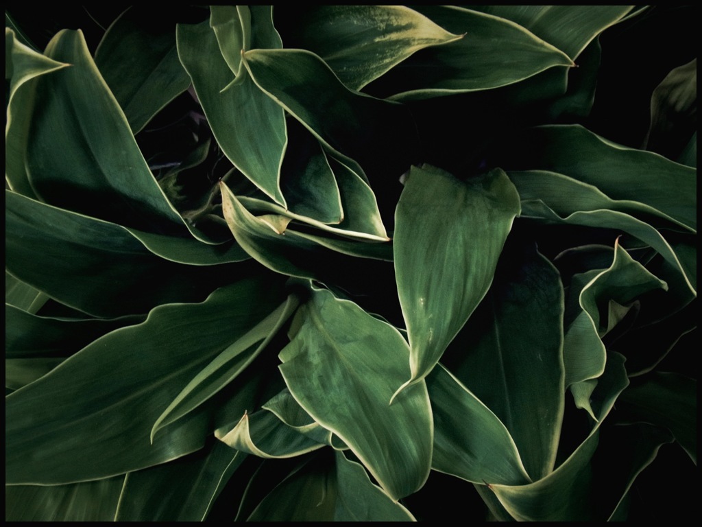 植物実験 #40
