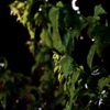 夜の植物園 #03