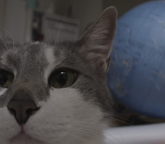 ネコと地球