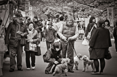 People and Dogs under Sakura