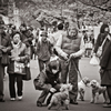 People and Dogs under Sakura