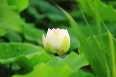 白蓮