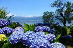 諏訪湖とアジサイ