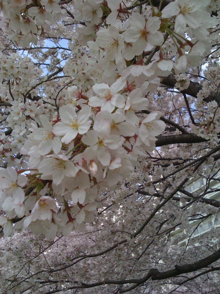 桜の花