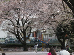 桜と記念写真