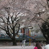 桜と記念写真