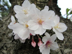 桜のアップ
