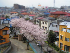 2010年の桜