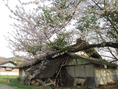 廃屋と桜