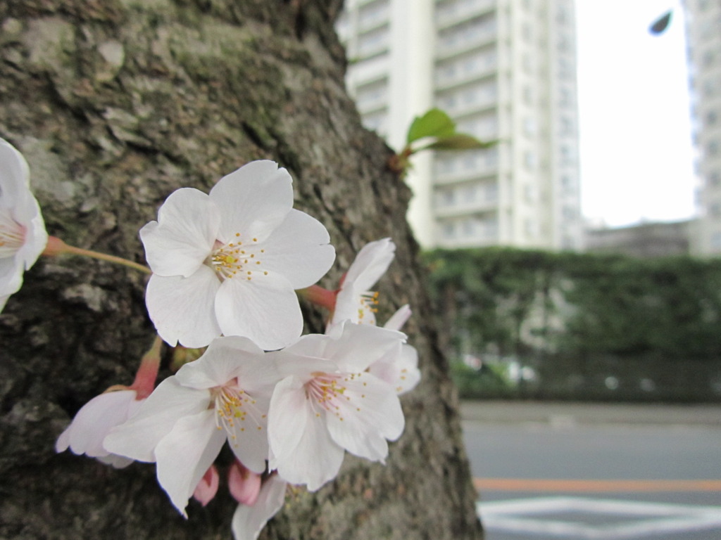 桜のアップ