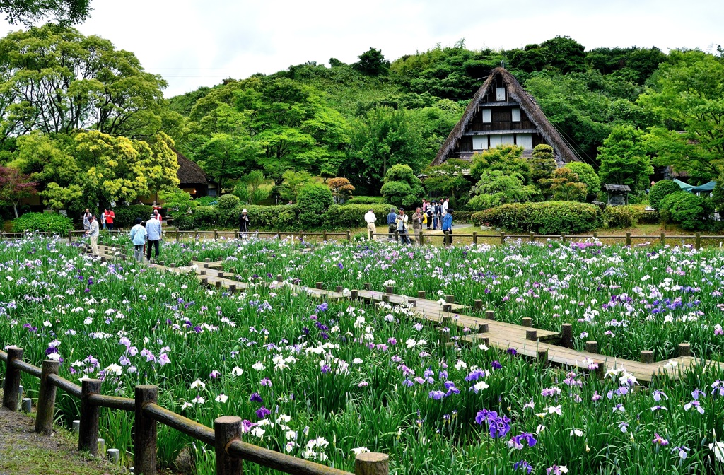 宮地嶽神社～江戸菖蒲