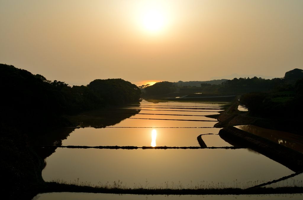 水田と夕陽