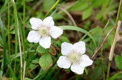 どくだみ花