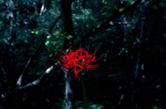 彼岸花