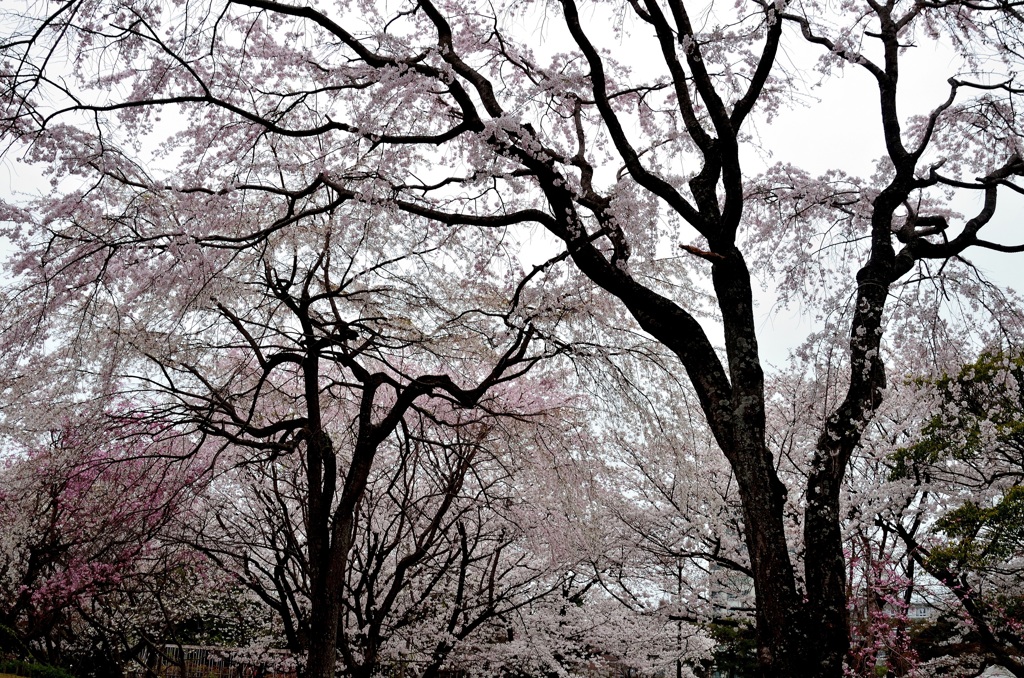 舞鶴公園の桜
