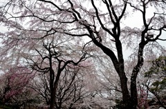 舞鶴公園の桜
