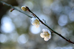 ２０１３～梅