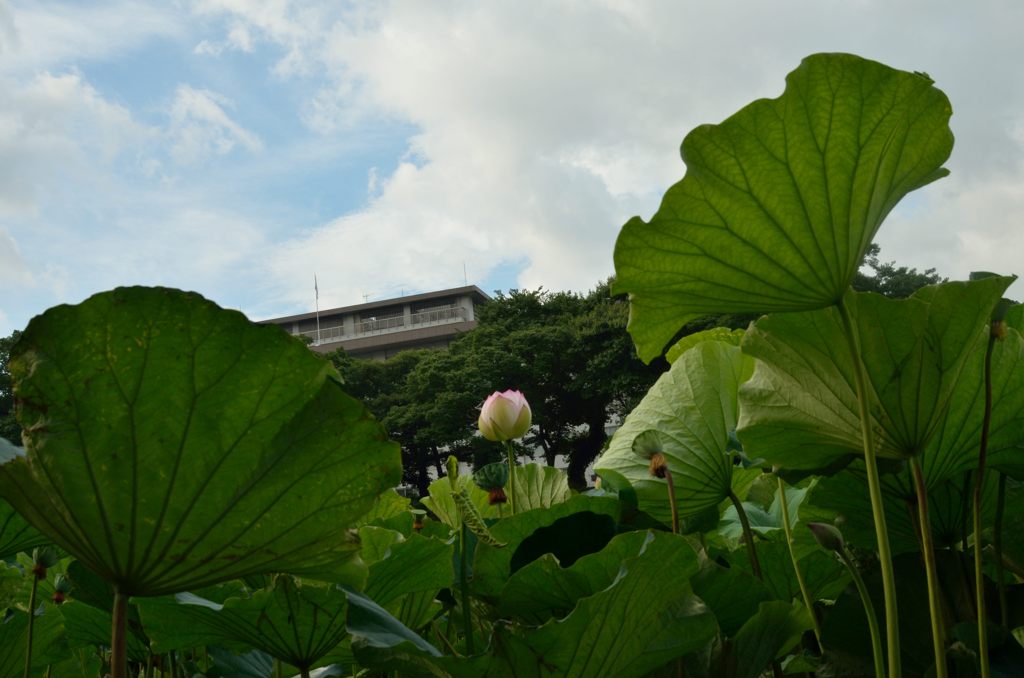 蓮蕾み