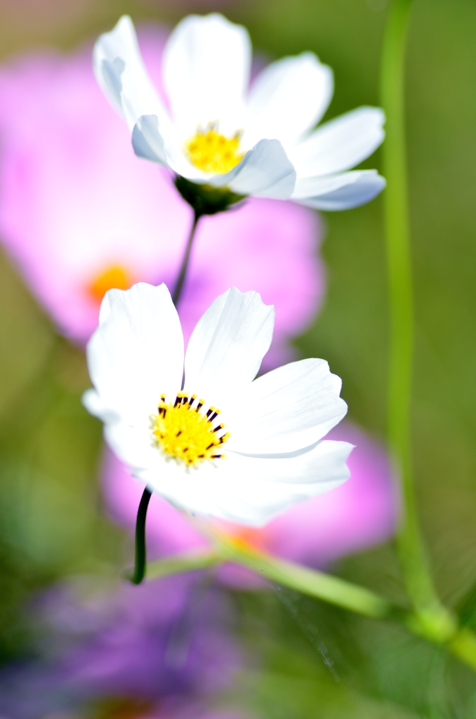 僕の一番好きな花