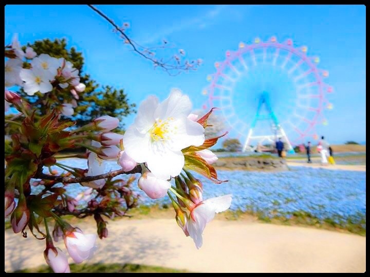 観覧車と桜２o(^_-)O