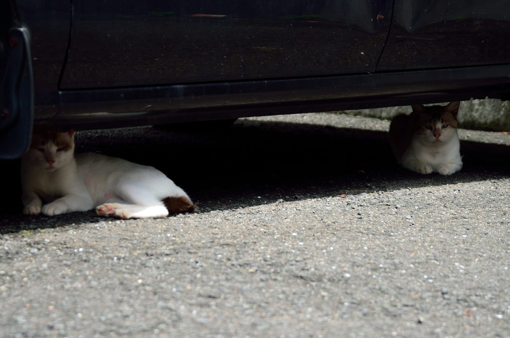 猫は知っている