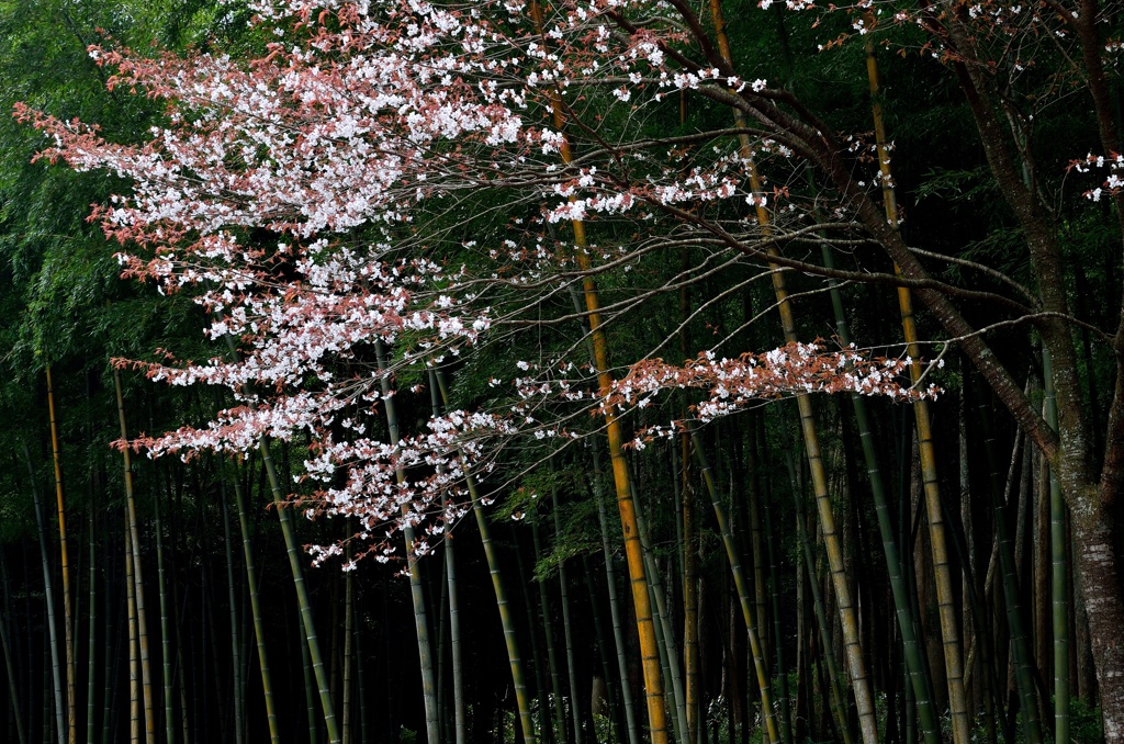 桜と竹林