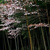 桜と竹林