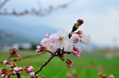 ２０１３～桜