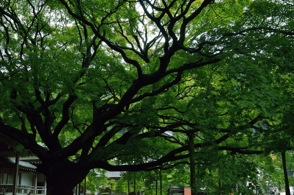 雷山観音の楓