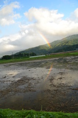 水田と虹